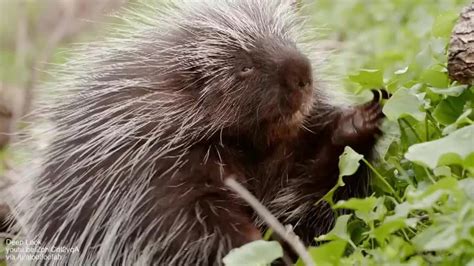 How Porcupines Release Their Razor Sharp Quills On Contact Educationals
