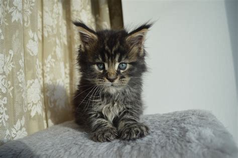 Our unique pricing algorithm classifies vehicles according to a wide variety of factors, estimates the market price for this. 11 Surprising Facts About Maine Coon Cats | The Dog People ...