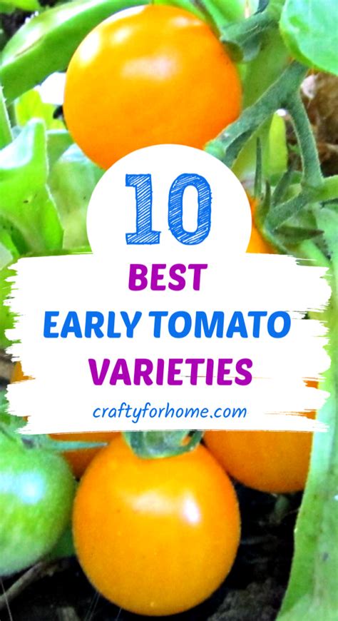 Best Early Tomato Varieties Crafty For Home