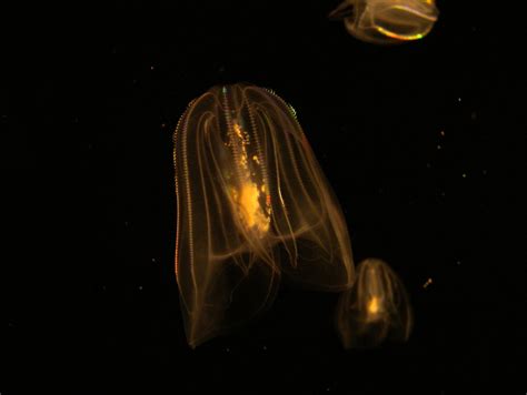Light Diffracting Jellyfish These Jellyfish Can Be Seen In Flickr