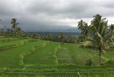 Exploring Munduk Village And Mayong Rice Field Hidden Paradise Place