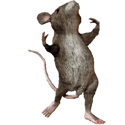 Rat Gif Gifcen