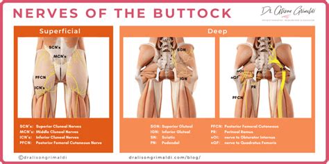 Getting To The Bottom Of Buttock Pain Part 2 Dr Alison Grimaldi