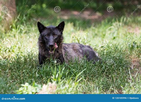Black Dangerous Wolf Stock Photo Image Of Timber Animals 120105996