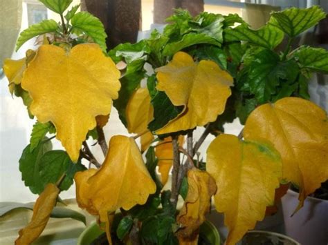 Check spelling or type a new query. Help! My Hibiscus is Losing its Leaves! | Growing hibiscus ...
