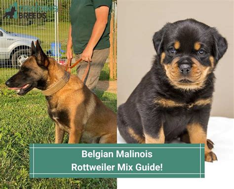 Belgian Malinois Rottweiler Mix Guide 2023
