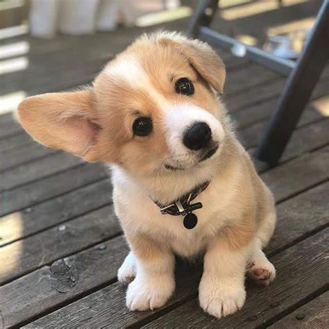 This Corgi Puppy Is Just Too Much Talk About Cuteness