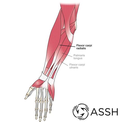 One of these originated from the extensor carpi radialis brevis, became tendinous and travelled between the two radial extensor tendons. Anatomy 101: Wrist Muscles and Forearm Muscles - The ...