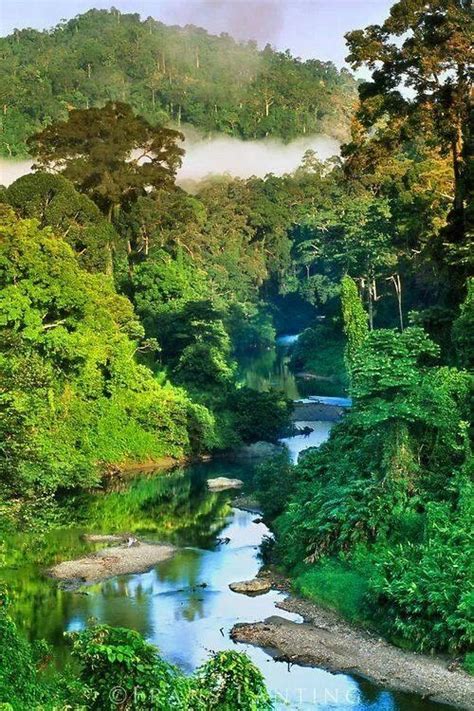 Rainforest Borneo Fotos De Paisagem Lindas Paisagens Lugares