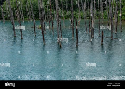 Shirogane Blue Pond In Biel Hokkaido Japan Stock Photo Alamy