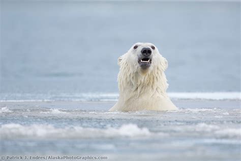 Polar Bear Photos In Alaska And Natural History Information