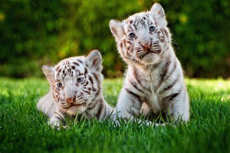 Cute Baby White Tigers Wallpapers Top Những Hình Ảnh Đẹp