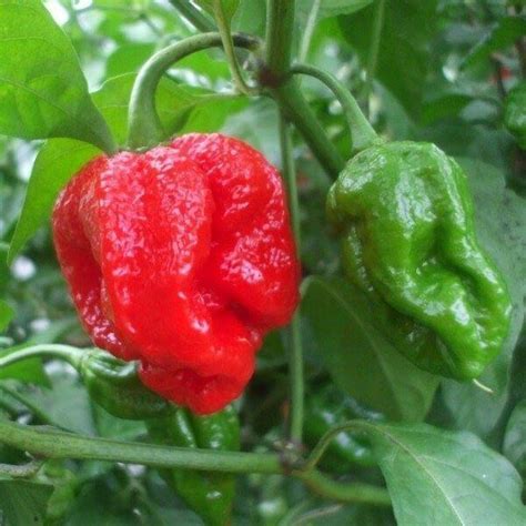 Red 7 Pot Chilli Seeds Fire Dragon Chillies For Hot Sauces Chilli Salts And Seeds