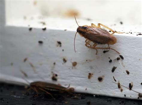 Cockroach Infestation Signs To Look For When Apartment Hunting Rent Blog