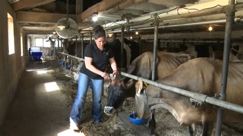 A Day In The Life Of A Dairy Farmer Youtube