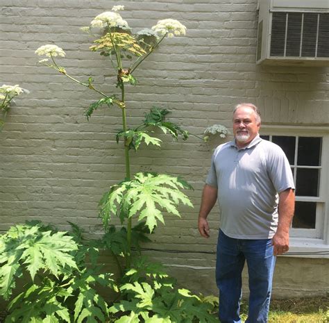 Invasive Giant Hogweed Which Can Burn And Blind Was Here All Along