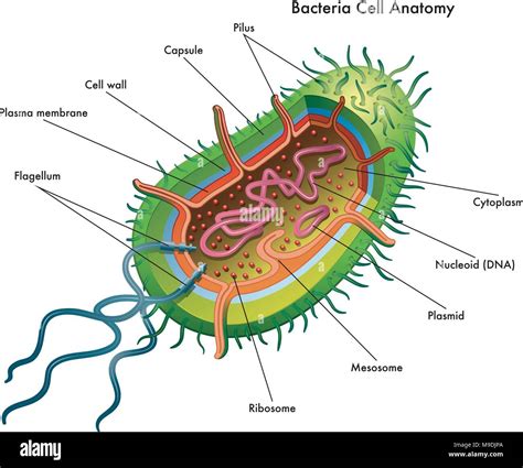 Vector Ilustración Médica De La Célula Bacteriana Anatomía Imagen