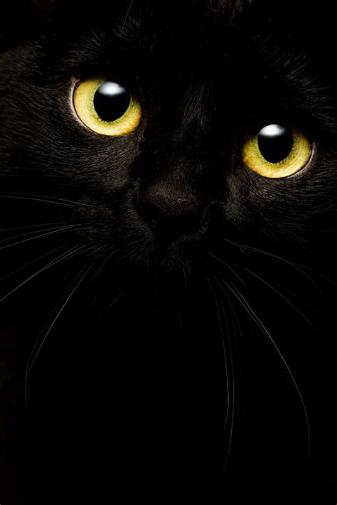 The P Black Cat Art Black Cat Aesthetic