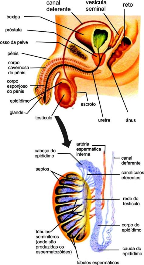 Sistema Reprodutor Masculino Resumo Anatomia Humana Anatomia Humana I Porn Sex Picture