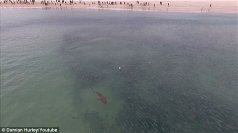 Shark Feeding Frenzy In Port Stephens Captured On Video Daily Mail Online