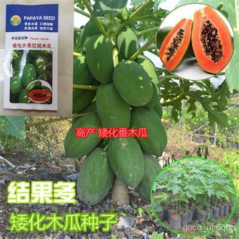 Dwarf Red Meat Papaya Seeds Low Height Papaya Seeds Biji Benih Betik