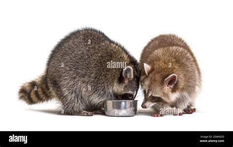 Raccoons Friend Hi Res Stock Photography And Images Alamy