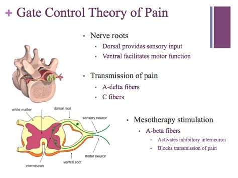 Gate control theory asserts that activation of nerves which do not transmit pain signals, called nonnociceptive fibers, can interfere with signals from pain fibers, thereby inhibiting pain. Blog Archives - STARWOOD EQUINE VETERINARY SERVICES, INC.