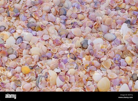 Shells And Shell Fragments On An Australian Beach Stock Photo Alamy
