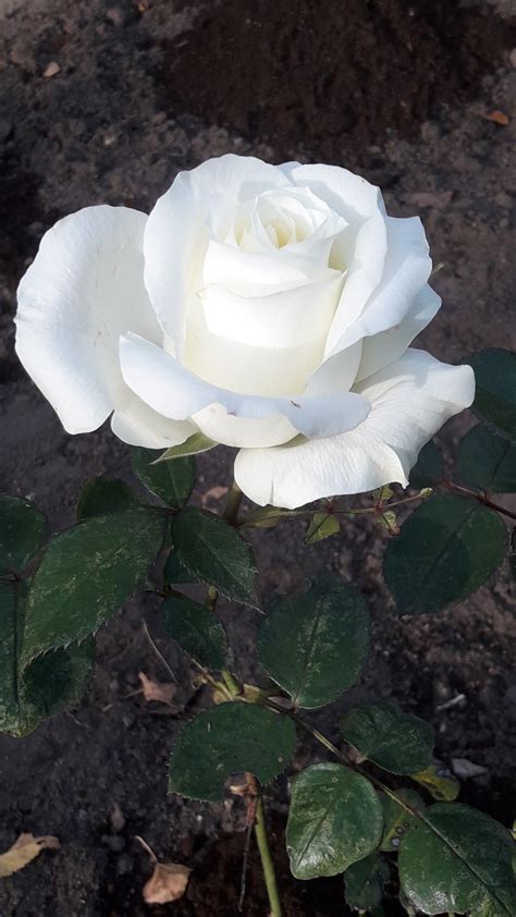 розы おしゃれまとめの人気アイデア｜pinterest｜Александр Гусев きれいなバラ バラ