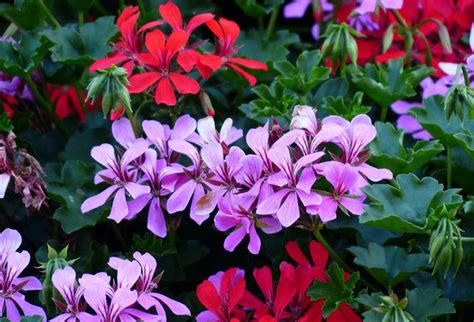 Easy Annual Plants That Bloom All Summer Long Quiet Corner