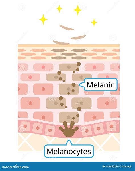 Mechanism Of Skin Cell Turnover Illustration Melanin And Melanocyte In