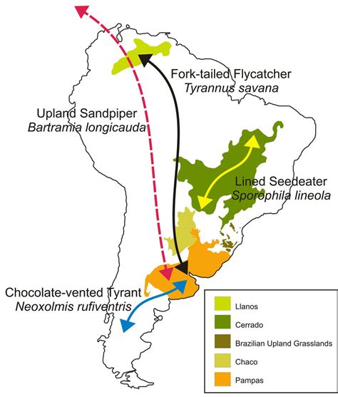 Examples Of Bird Migration Between Major Grasslands Of South America
