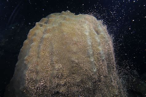 Flower Garden Banks National Marine Sanctuary Coral Spawning 2009 Cruise