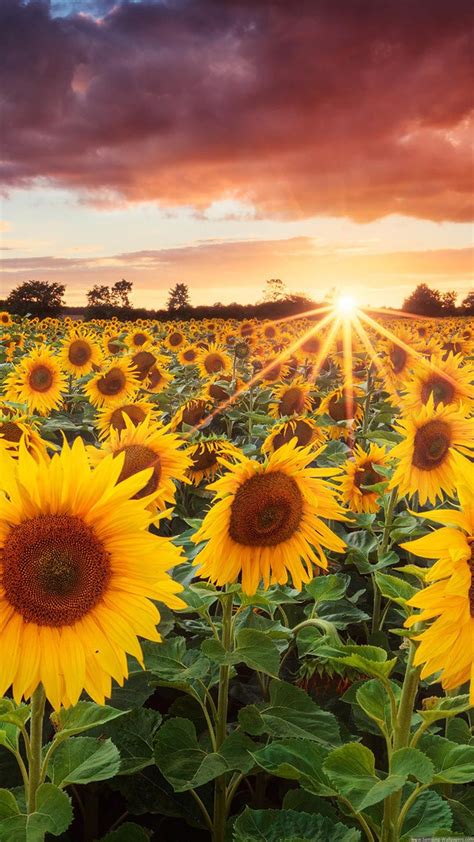 Sunflower Field Sunset Iphone 6 Plus Hd Wallpaper Iphone Wallpaper