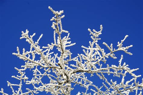 Free Images Tree Branch Snow Cold Winter Sky Frost Ripe Ice