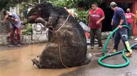 Giant Rat Found In Mexico City Drain India News