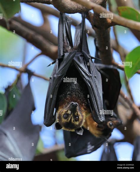 Spectacled Flying Fox Pteropus Conspicillatus At Cairns In Queensland