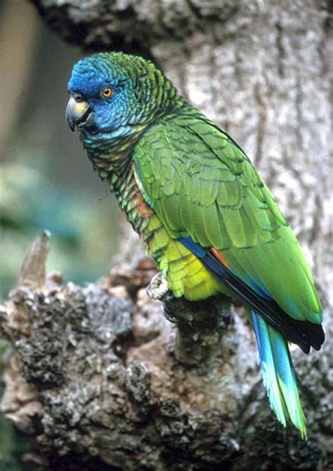 St Lucia Amazon Parrot Rare And Endangered Endemic To