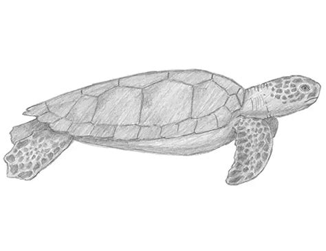 How To Draw A Sea Turtle Step By Step