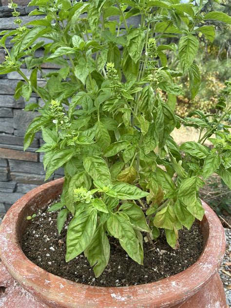 Homemade Pesto - The Retired Alchemist