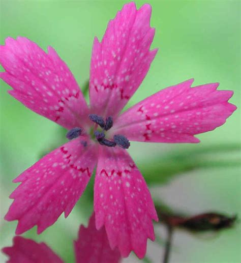 Deptford Pink Maiden Pink Dianthus Armeria 03 Wild Flowers Of