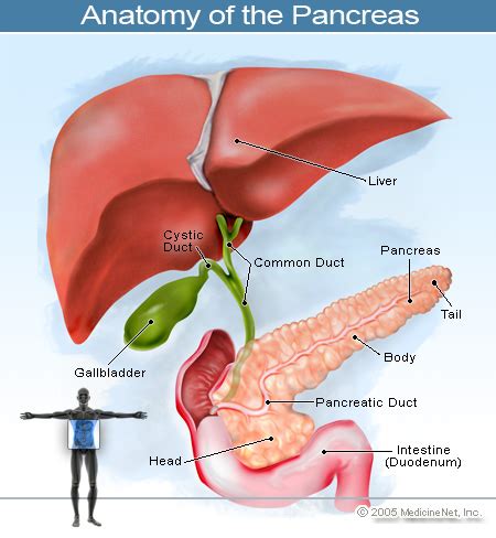 What does invasive basal cell carcinoma mean? Pancreatic carcinoma. Causes, symptoms, treatment ...