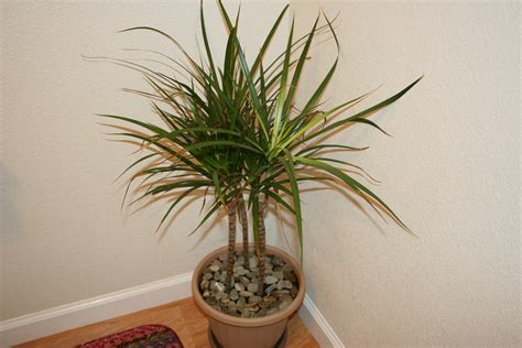 10 Tropical House Plants Any One Can Grow Indoors The Self Sufficient