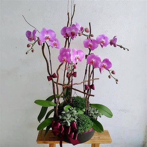 Orchid life sdn bhd is a registered sdn. OP003 Orchid Plants - My Precious Petals Sdn Bhd