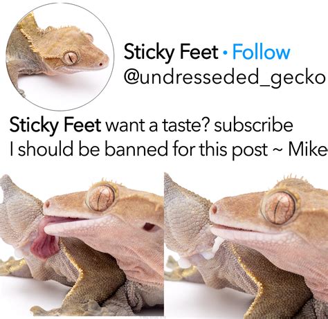 Sticky Feet Crested Gecko Lick Outback Reptiles