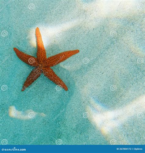 A Red Sea Star Close Up On Sandy Seabed Underwater Scene Stock Photo