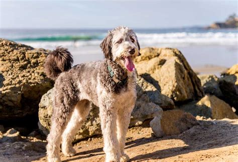 9 Large Dog Breeds With Curly Hair