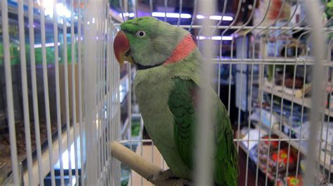 Following that advice, novice owners may force the baby to eat, regardless of how the bird reacts. Marta's Pet Shop - Toronto Pet Store - Pets - Birds