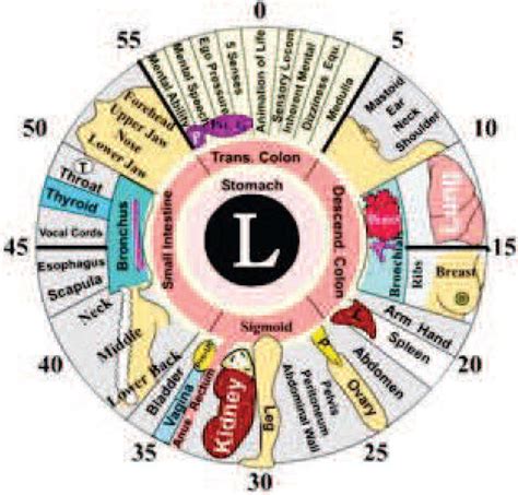 The Iridology Chart For Both The Right And Left Irises Download