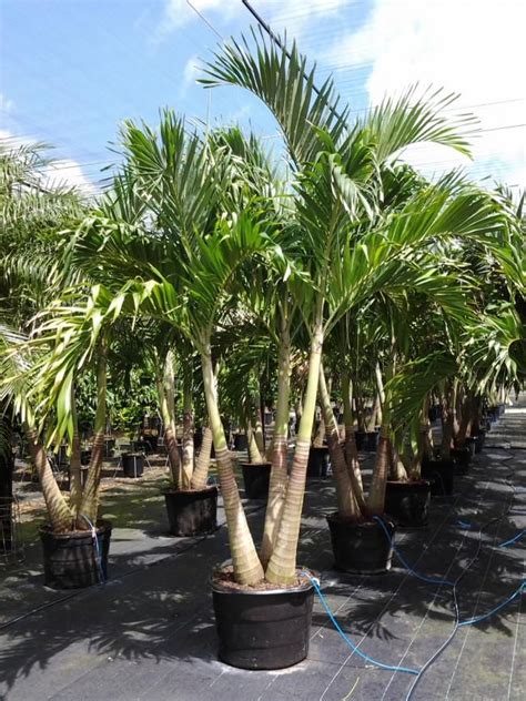 Adonidia Merrillii Triple Palm Plants Garden